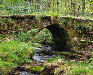 A Capela es un municipio Pet Friendly de Ferrolterra